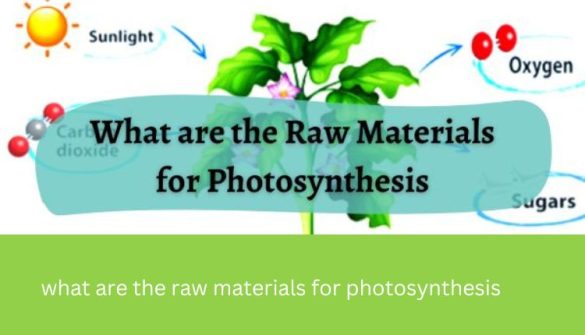 what are the raw materials for photosynthesis what are the raw materials for photosynthesis