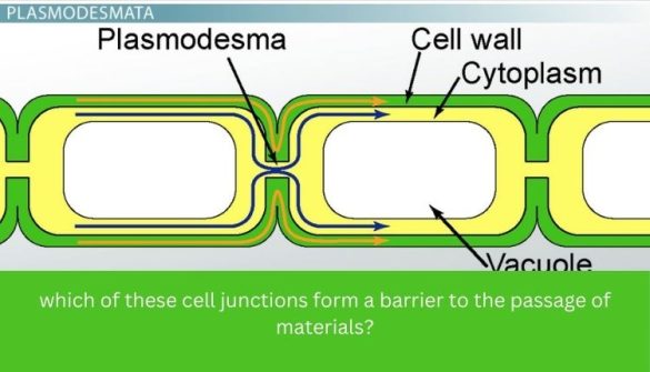 which of these cell junctions form a barrier to the passage of materials?