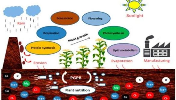 which of these statements describe life after the agricultural revolution choose three answers